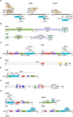Aphid Viruses: A Brief View of a Long History